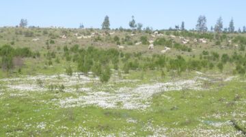 Mina de São Domingos