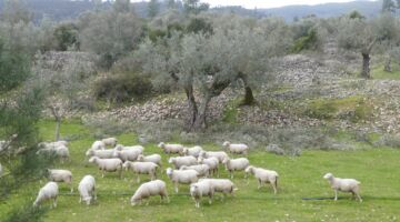 Arneiro Trilhos do Conhal