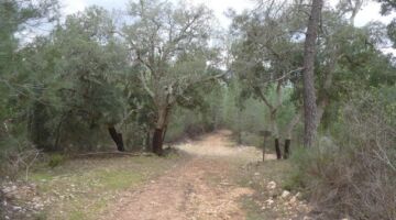 Arneiro Trilhos do Conhal