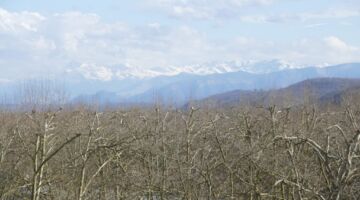 Pau Boulevard des Pyrénées