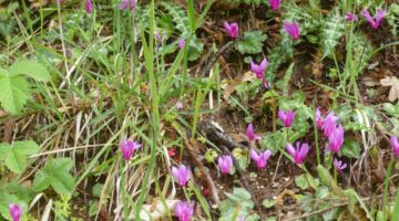 Serravalle die Chienti