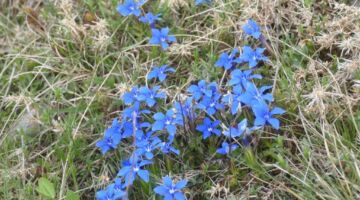 Castelluccio Wanderung Enzian