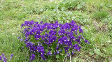 Castelluccio Wanderung Stiefmütterchen