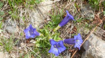 Palù del Fersina Enzian