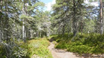Naturreservat Stendörrens