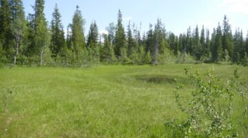 Naturschutzgebiet Bjurälven