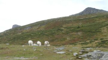 Wanderung Store Ramshøgda