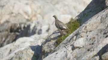 Wanderung zum Svelgabreen