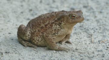 Kröte