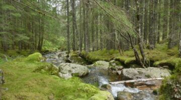 Wanderung Langestølen-Eldal