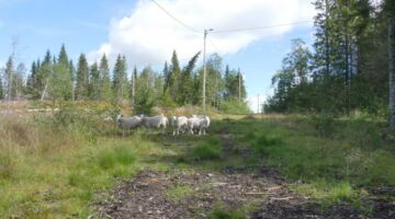 Wanderung Königsweg