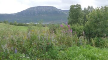 Allmannberget