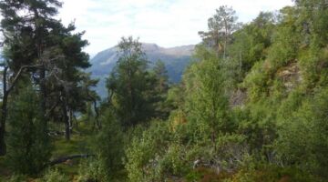 Luster Wanderung Børesteinen