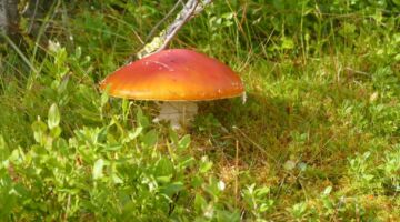 Fliegenpilz