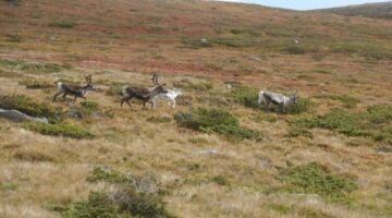 Slettefjellvegen Rentiere