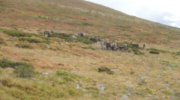 Slettefjellvegen Rentiere